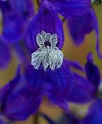 Upland Larkspur, Delphinium nuttallianum